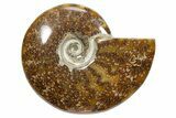 Polished Ammonite (Cleoniceras) Fossil - Madagascar #348493-1